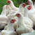Pastured_poultry